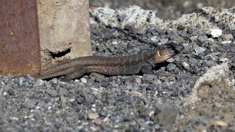 2016-11-07_102008 gran-canaria-2016.jpg - Kanarische Eidechse